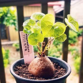 メキシコ亀甲竜 の投稿画像一覧 Greensnap グリーンスナップ