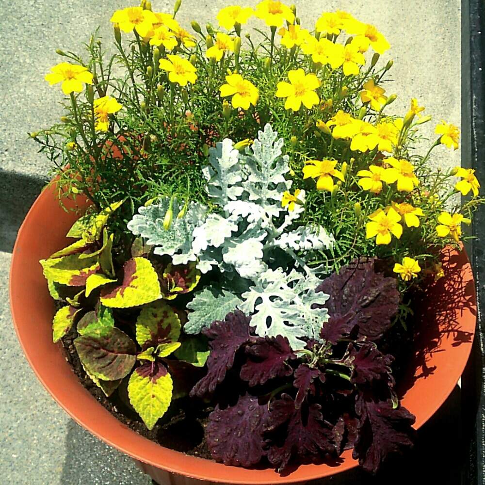 ダスティーミラー の投稿画像 By Non Noさん 寄せ植えと北海道とコリウス とマリーゴールド ルナと小さな庭とダスティーミラー と寄せ植え と北海道とコリウス とマリーゴールド ルナ 19月6月7日 Greensnap グリーンスナップ Greensnap グリーン