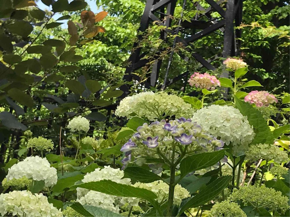 あんなココさんの港の見える丘公園への投稿