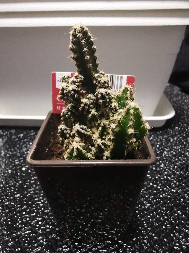セレウスの投稿画像 By アンセムさん 多肉植物とサボテン科と名無しさん とサボテン とダイソーサボテンとダイソーと名無しサボテンと多肉植物とサボテンと名前を教えてくださいと 柱サボテン とサボテンセレウス 19月6月7日 Greensnap グリーンスナップ