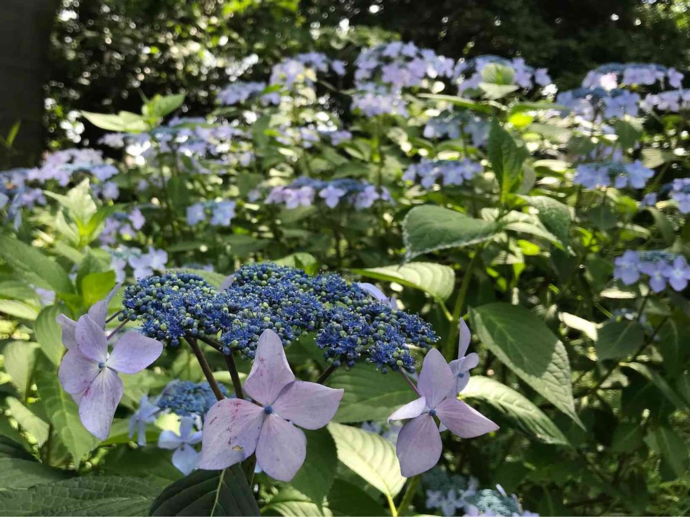 あんなココさんの港の見える丘公園への投稿