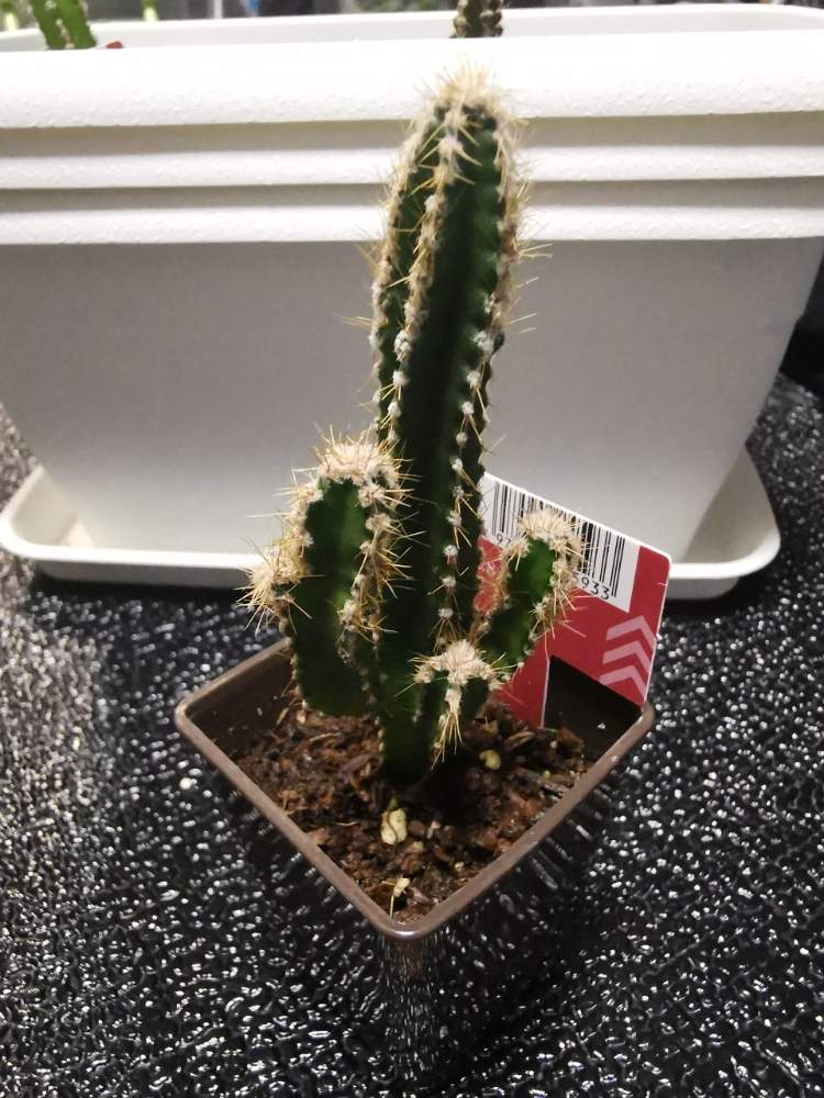 多肉植物の投稿画像 By アンセムさん サボテン科と名無しさん とサボテン とダイソーサボテンとダイソーと名無しサボテンと多肉植物とサボテンと名前を教えてくださいと 柱サボテン 19月6月7日 Greensnap グリーンスナップ