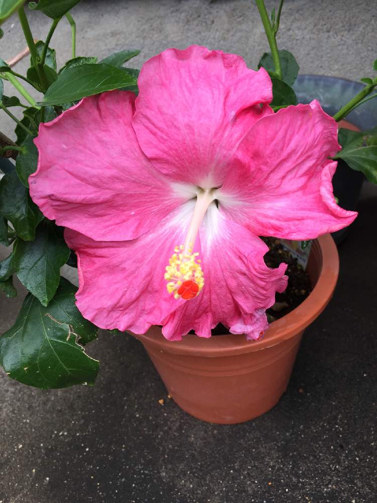 花のある暮らしの投稿画像 By ひでさん アジアの風 19月6月7日 Greensnap グリーンスナップ