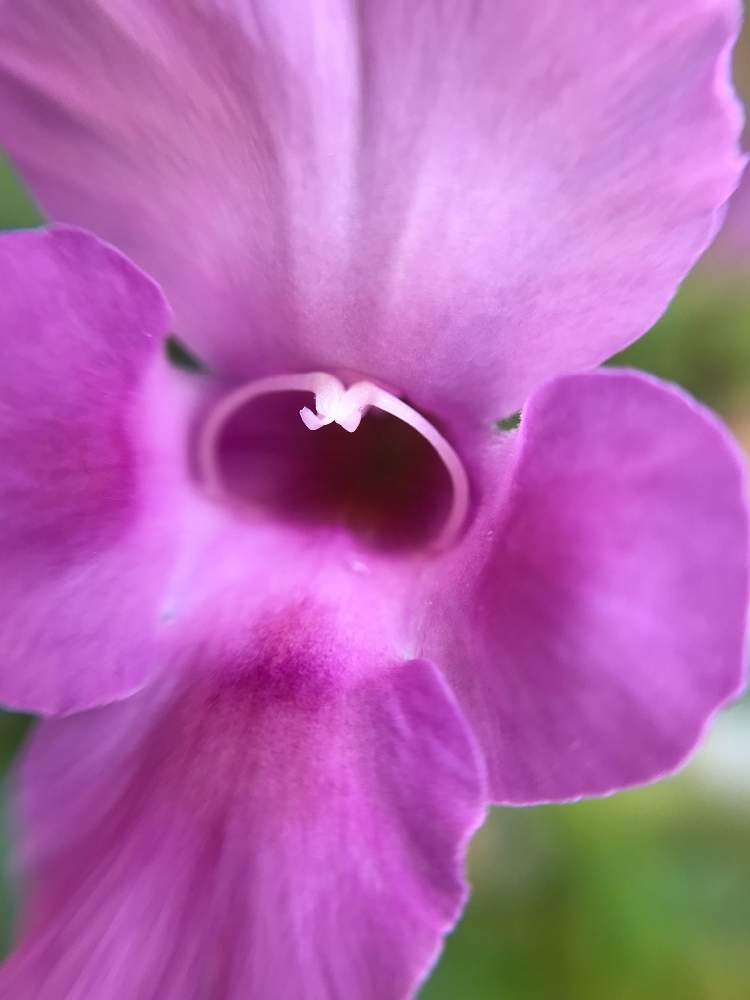 トレニアの投稿画像 By こはもこさん トレニアカタリーナとトレニアリングとスーパートレニア カタリーナとスーパートレニア カタリーナ ピンクリバーとピンクの花と花のある暮らしとうっとりとマクロ撮影とマクロレンズとオトナ色とpwブランド苗フォトコン 19月6月7