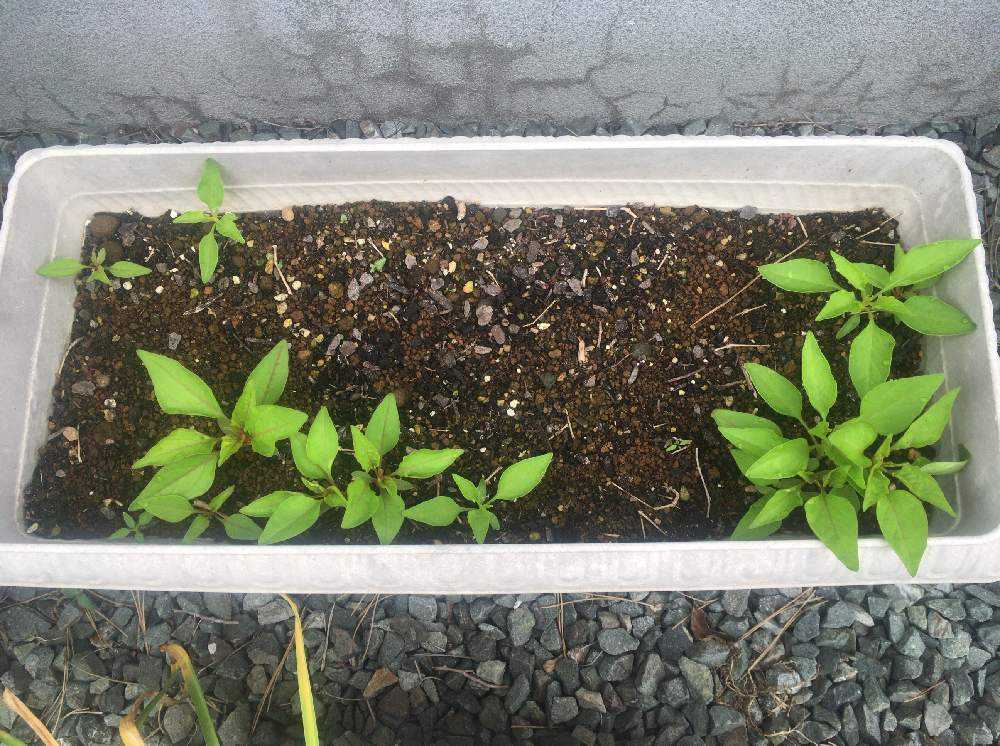 ケイトウ 10 5更新 Greensnap グリーンスナップ ケイトウ 10 5更新 Greensnap グリーンスナップ