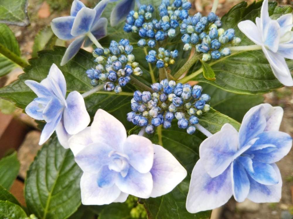 こんぺいとう 紫陽花 の投稿画像 By すずさん 鉢植えと青い花とアジサイ 紫陽花と花のある暮らし 19月6月7日 Greensnap グリーンスナップ