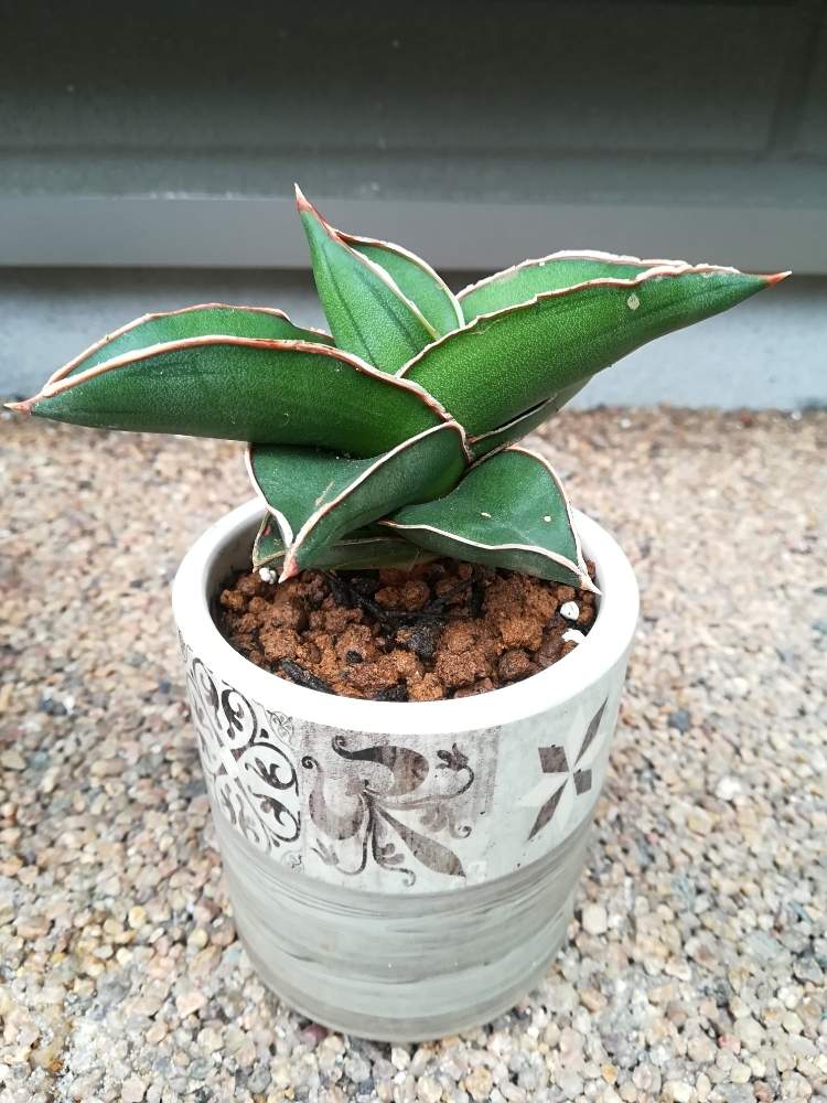 サンスベリア サムライドワーフの投稿画像 By じーこさん 観葉植物と新入りさんとベランダの植物とみどりのある暮らし 19月6月7日 Greensnap グリーンスナップ