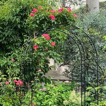 みんなに♡をの画像 by 淳 こさん | 小さな庭とお花は ともだちと梅雨入りの日と緑な ながめとよい 1日をとひとりごと ひとりごととやっぱり投稿とやさしい色たちとみんなに♡を