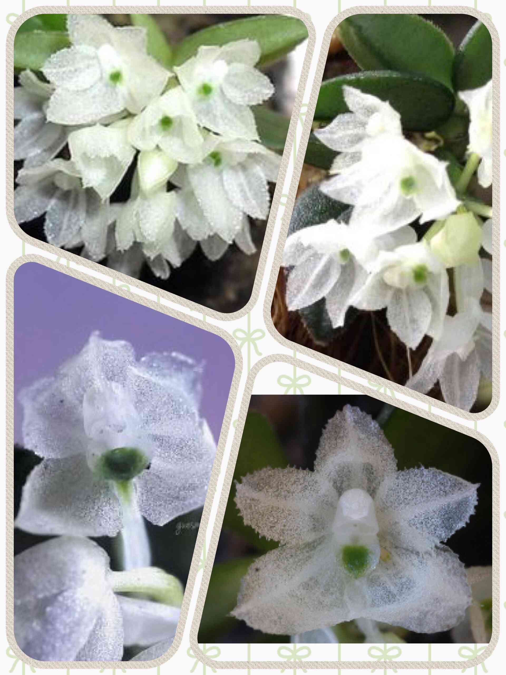 洋蘭 原種 稀少種 Neobenthamia. gracilis 開花大株 洋蘭 原種 稀少種 Neobenthamia. gracilis 開花大株 【公式通販】