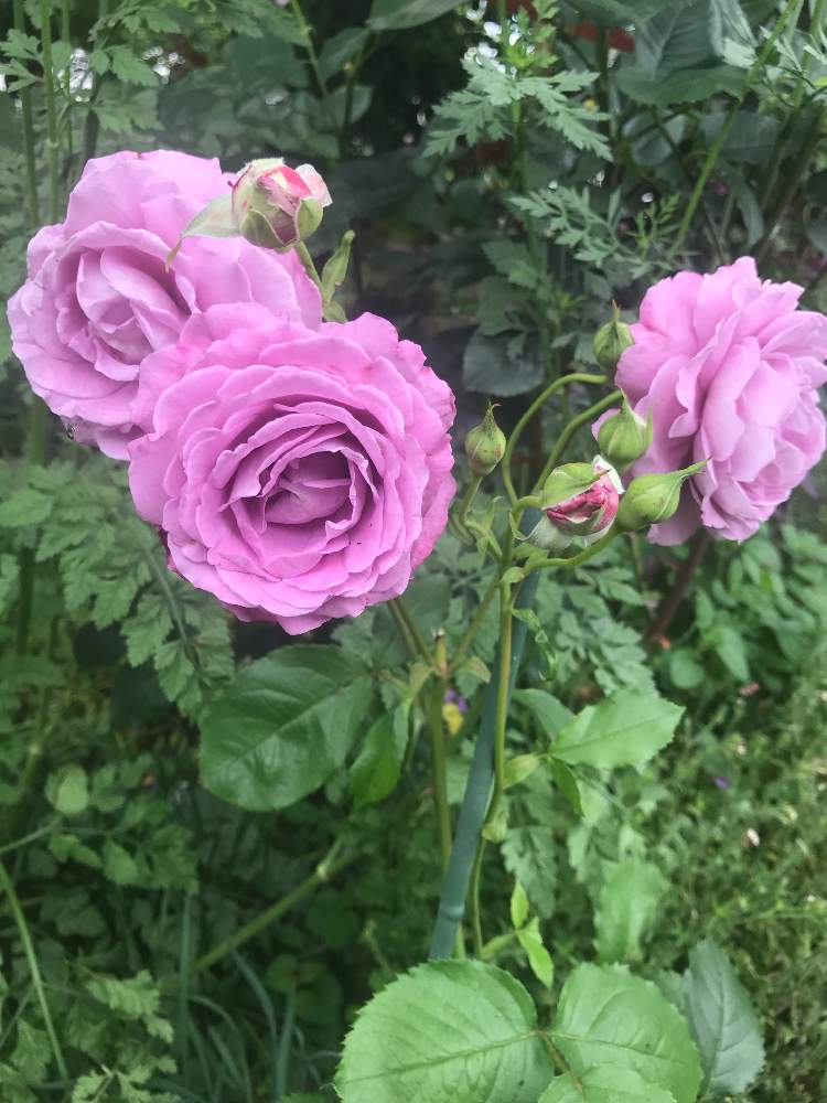 シュナーベルの投稿画像 By ねこひげガーデンさん ばら バラ 薔薇とカインズバラコンテスト19と千葉県と花壇とナチュラルガーデンと紫のバラと植中毒と切花品種と花のある暮らし 19月6月7日 Greensnap グリーンスナップ
