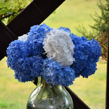 アジサイゼブラの投稿画像一覧 Greensnap グリーンスナップ