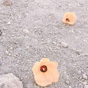 インドネシアの投稿画像一覧 Greensnap グリーンスナップ