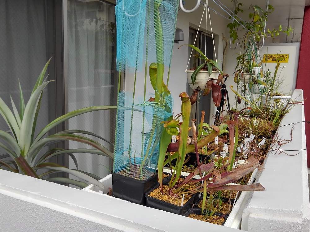バルコニー ベランダの投稿画像 By ひろドロさん 食虫植物と食虫植物 モウセンゴケと食虫植物のある暮らしと植中毒と栽培棚と食虫植物広め隊と食虫植物と食 虫植物 モウセンゴケと食虫植物のある暮らしと植中毒と栽培棚と食虫植物広め隊 19月6月7日 Greensnap バルコニー ベランダの投稿画像 By ひろドロさん 食虫植物と食虫植物 モウセンゴケと食虫植物のある暮らしと植中毒と栽培棚と食虫植物広め隊と食虫植物と食 虫植物 モウセンゴケと食虫植物のある暮らしと植中毒と栽培棚と食虫植物広め隊 19月6月7日 Greensnap
