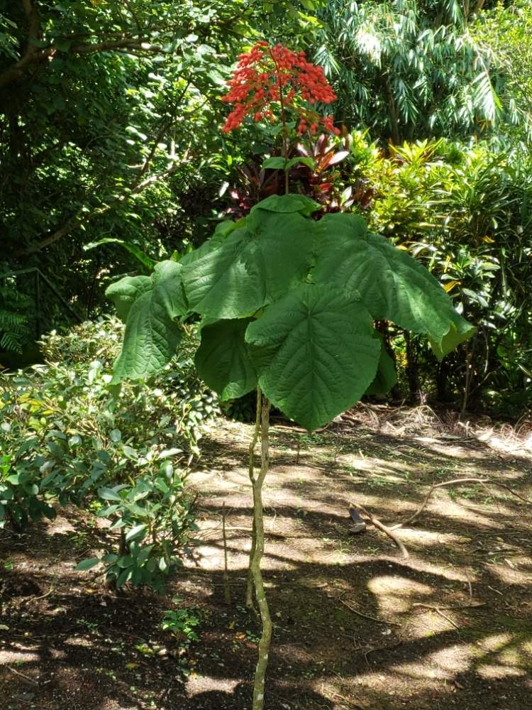 ヒギリの花の投稿画像 By カメキチさん お出かけ先とヒギリの花 19月6月7日 Greensnap グリーンスナップ Greensnap グリーンスナップ