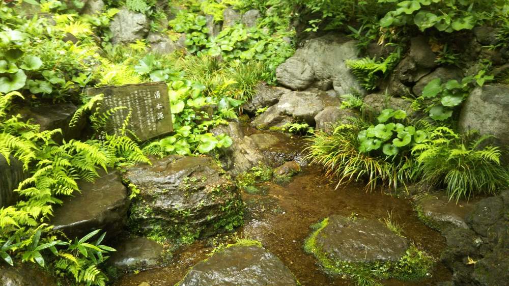 国分寺のコケ湧水源 東京の名湧水57選 殿ヶ谷戸庭園 Greensnap グリーンスナップ