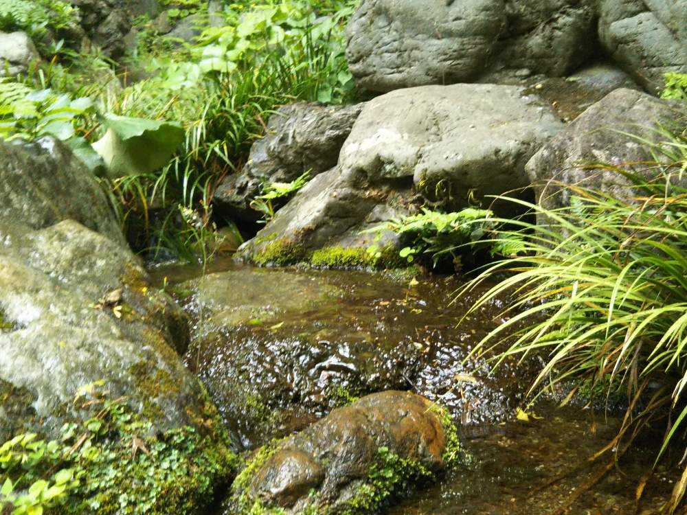 国分寺のコケ湧水源、東京の名湧水57選(殿ヶ谷戸庭園)|🍀GreenSnap(グリーンスナップ) 国分寺のコケ湧水源、東京の名湧水57選(殿ヶ谷戸庭園)|🍀GreenSnap(グリーンスナップ)