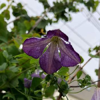 クレマチス エルバンの投稿画像一覧 Greensnap グリーンスナップ