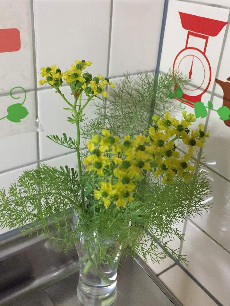 フェンネルの投稿画像 By コスモスさん ヘンルーダ ルー とキッチンと植物からパワー とハーブはーぶと猫好き とユウタありがとうと花 のある暮らしと良い週末を と今日もありがとう と植物からパワー とハーブはーぶと猫好き とユウタありがとうと花のある