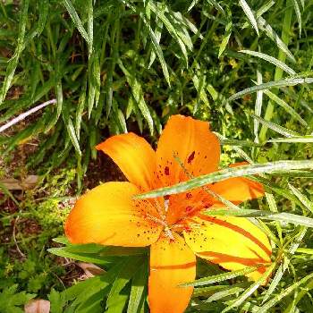ワイルドフラワーガーデンの画像 by ジジさん | お出かけ先と凛と咲くとかわいいと綺麗な色とワイルドフラワーガーデンとオレンジ