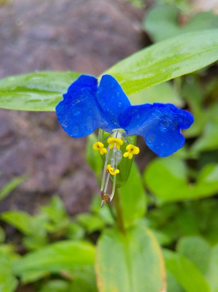 無料ダウンロード雑草 青い 花 美しい花の画像