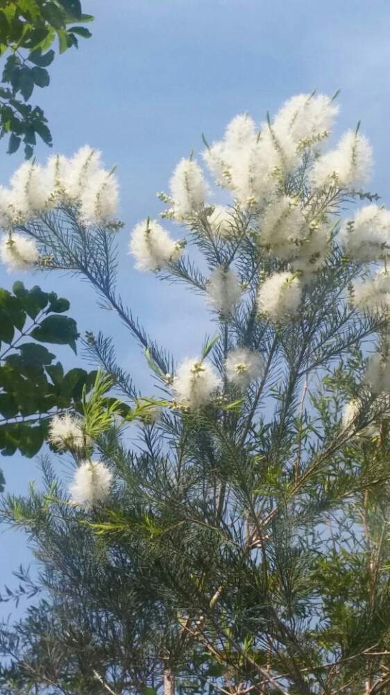 白い花の投稿画像 By 愛でるさん さわやかな香りとフトモモ科とティーツリー とオーストラリア原産 19月6月8日 Greensnap グリーンスナップ