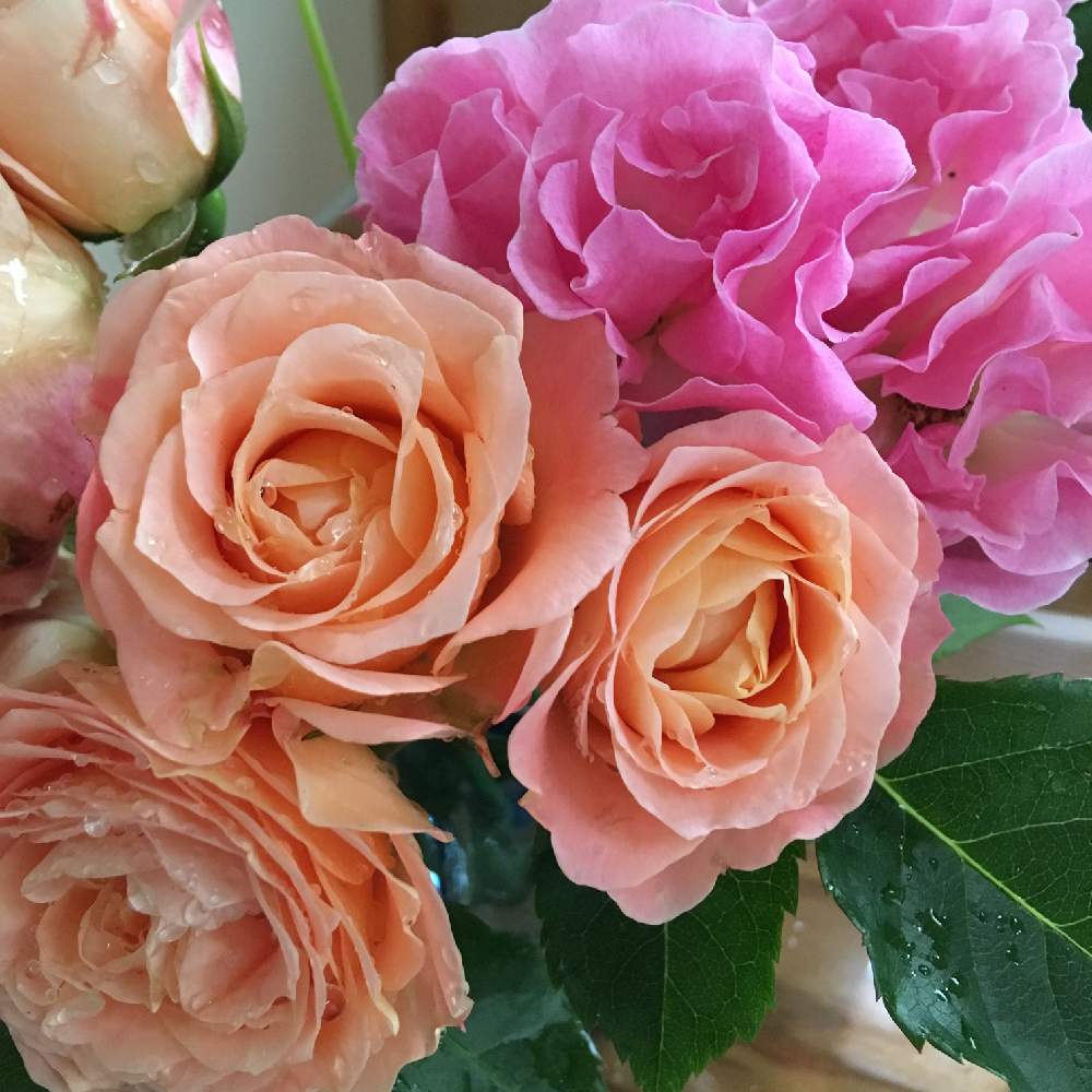 バラ ラドルチェヴィータの投稿画像 By Apollo アポロさん つるバラ ピンクサマースノーと花のある暮らしとバラ ミニバラ 19月6月8日 Greensnap グリーンスナップ
