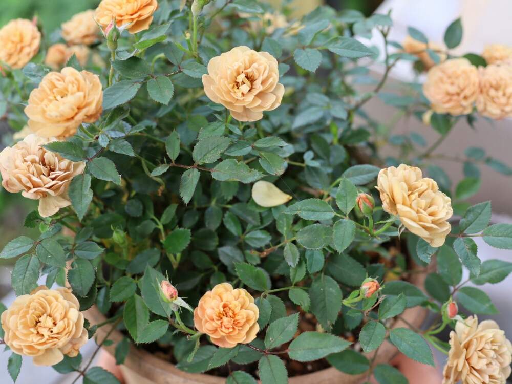 ミニバラ モカの投稿画像 By M Hippo さん かわいいと薔薇 と花のある暮らしとバラ ミニバラ 19月6月8日 Greensnap グリーンスナップ