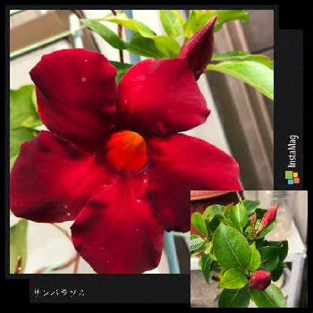 大人カラー ボルドー色 の投稿画像一覧 Greensnap グリーンスナップ