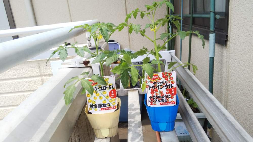はじめての ミニトマト ベランダ栽培19年 初日 日目まで Greensnap グリーンスナップ