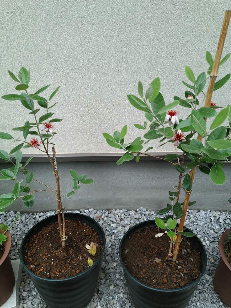 フェイジョア アポロの投稿画像 By まひよんさん フェイジョア クーリッジ 19月6月8日 Greensnap グリーンスナップ