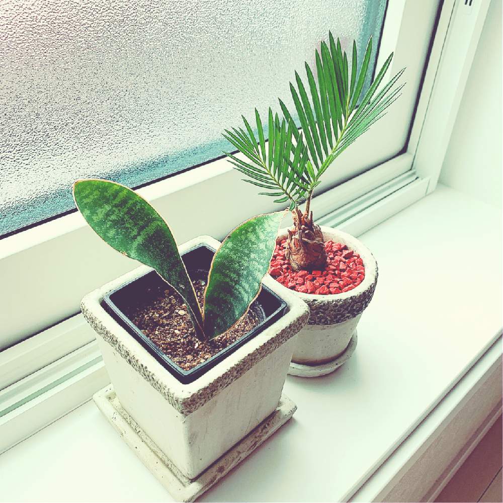 サンスベリアの投稿画像 By Yuzuaさん ソテツと観葉植物とグリーンのある暮らしとソテツ類とサンスベリア属と葉っぱと緑のある暮らし 19月6月8日 Greensnap グリーンスナップ