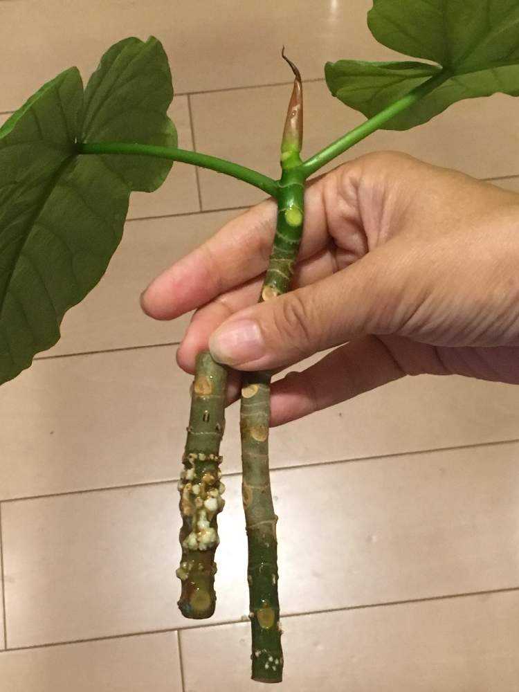 ひょろひょろになったウンベラータを剪定してから夏まで Greensnap グリーンスナップ