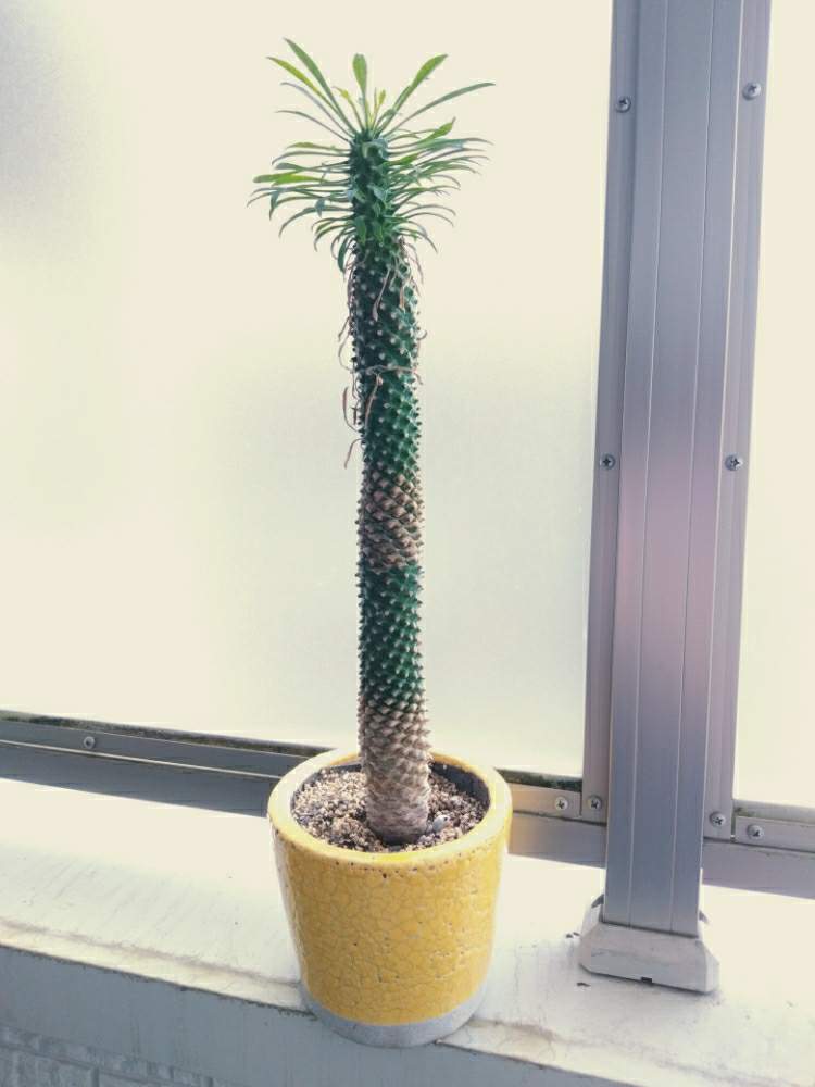 蘇鉄麒麟の投稿画像 By Meさん 多肉植物と植物のある暮らしとgs映えと植中毒と今日の一枚と多肉女子とナウシカと珍奇植物とバルコニスト 19月6月8日 Greensnap グリーンスナップ