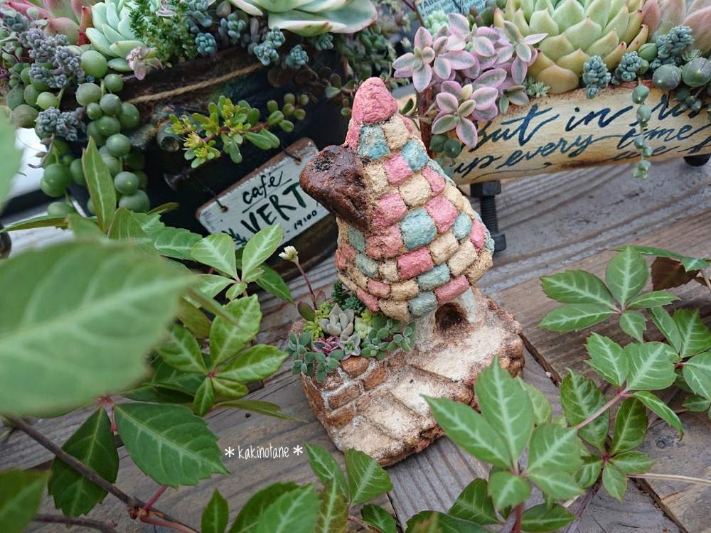 ヘンリーヅタの投稿画像 By ｶｷﾉﾀﾈ さん 山本ハウス と多肉植物とモルタル造形とたんくんdiyと寄せ植えとモルタル造形のお家とjunkとありがとうとmaiﾁｬﾝリメ缶とプレ企画当選 とパレットリメイクともりもりと可愛い 19月6月8日 Greensnap グリーンスナップ