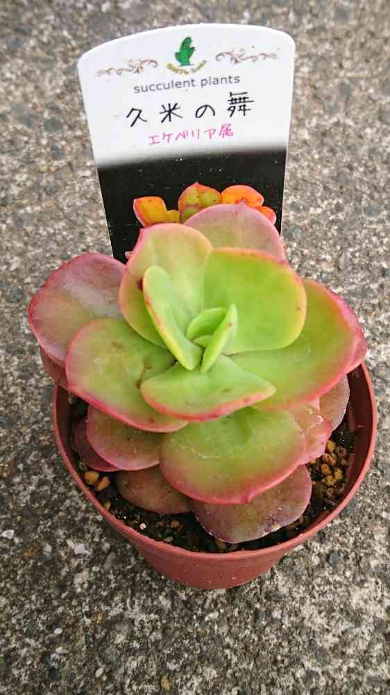 多肉植物 久米の舞♡抜き苗(^○^) 多肉植物 久米の舞♡抜き苗(^○^)