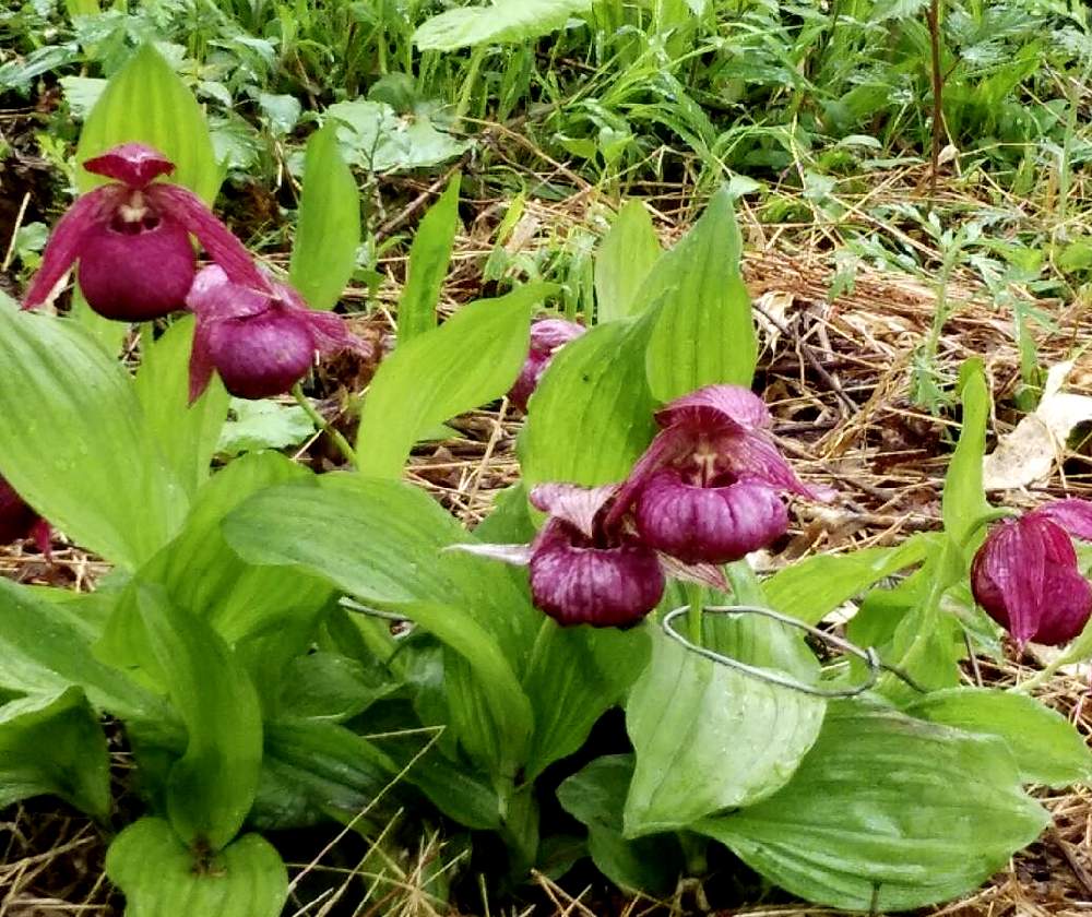 山野草 高山植物 厚岸ホテイアツモリソウ 花芽1葉芽2 - 鉢植え