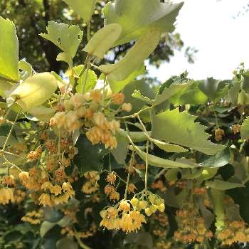 菩提樹の花 ボダイジュの花の投稿画像一覧 Greensnap グリーンスナップ