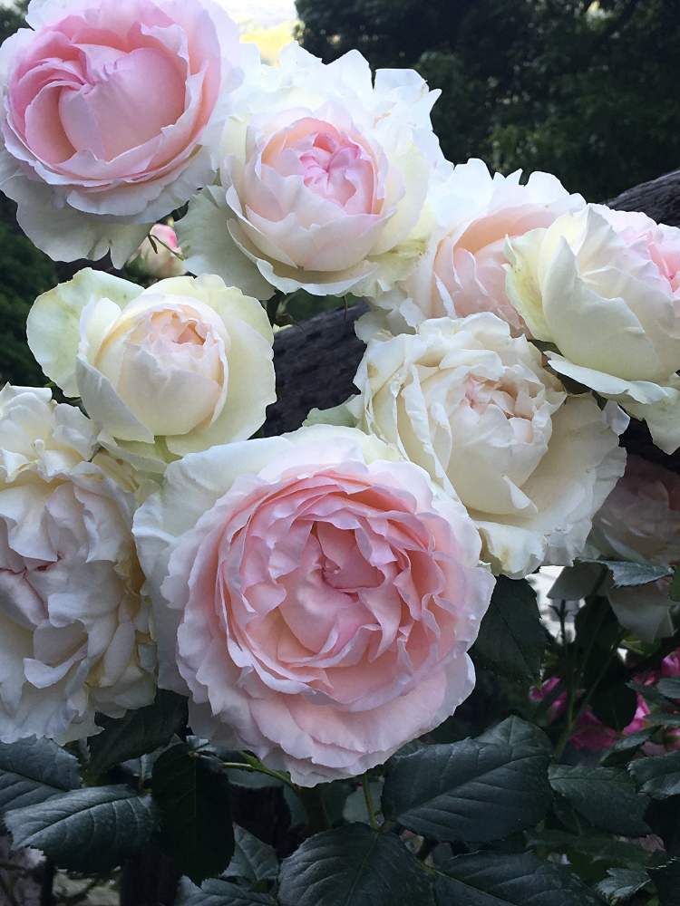 ばら バラ 薔薇の投稿画像 By にゃん吉さん カインズバラコンテスト19とバラ モンクゥールとバラ ミニバラとバルコニストとばら バラ 薔薇 とカインズバラコンテスト19とバラ モンクゥールとバラ ミニバラとバルコニスト 19月6月8日 Greensnap グリーン