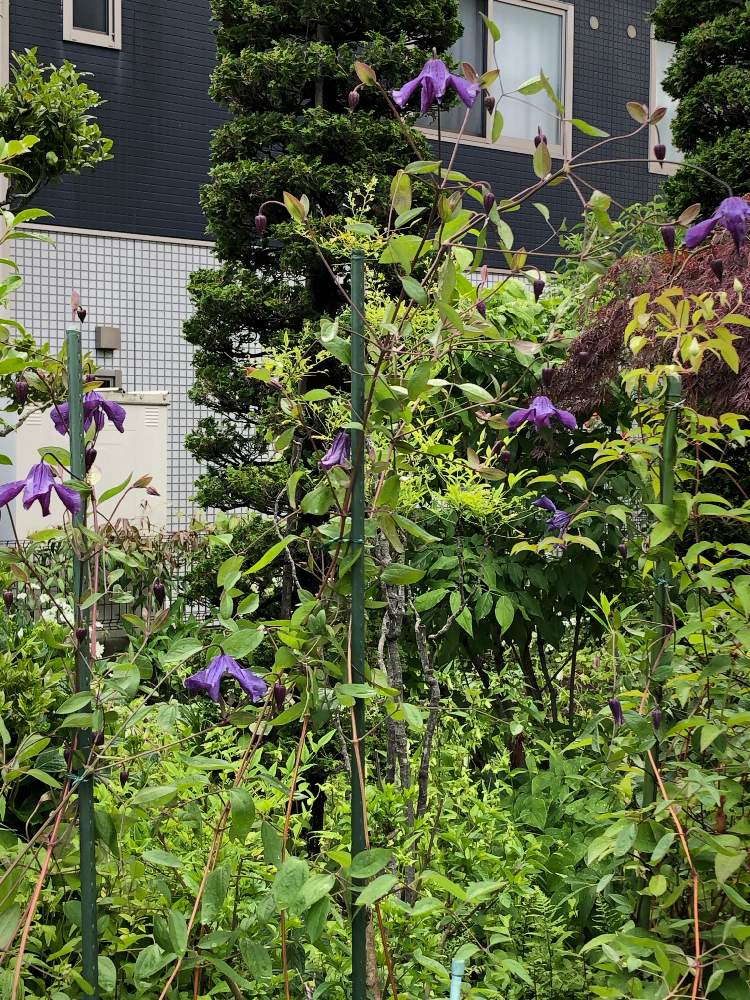 クレマチス リスボアの投稿画像 By Ki Kiさん キュンキュン乙女倶楽部と庭のアーチと東側花壇とシェードガーデンとバラ大好きと北側植栽スペースと東側植栽スペースと多肉女子と北東の所に地植え と花のある暮らしとオベリスクのバラ達 19月6月8日 Greensnap