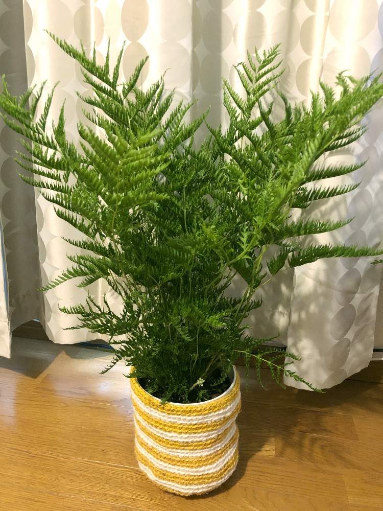 観葉植物の投稿画像 By Kinocoさん プテリス属とプテリス ストラミアと植中毒とシダ植物とgreen 19月6月8日 Greensnap グリーンスナップ