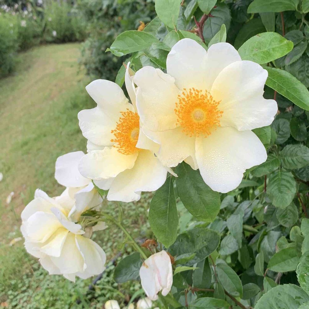 はにょほさんの山下公園への投稿