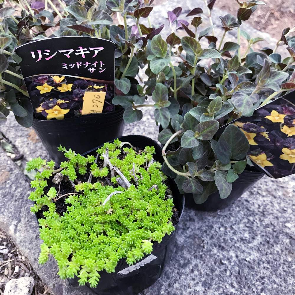 リシマキアミッドナイトサンの投稿画像 By たまさん グランドカバー セダムとグランドカバー リシマキアとたまのグランドカバー成長記録 19月6月8日 Greensnap グリーンスナップ Greensnap グリーンスナップ