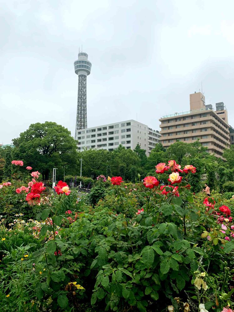 はにょほさんの山下公園への投稿