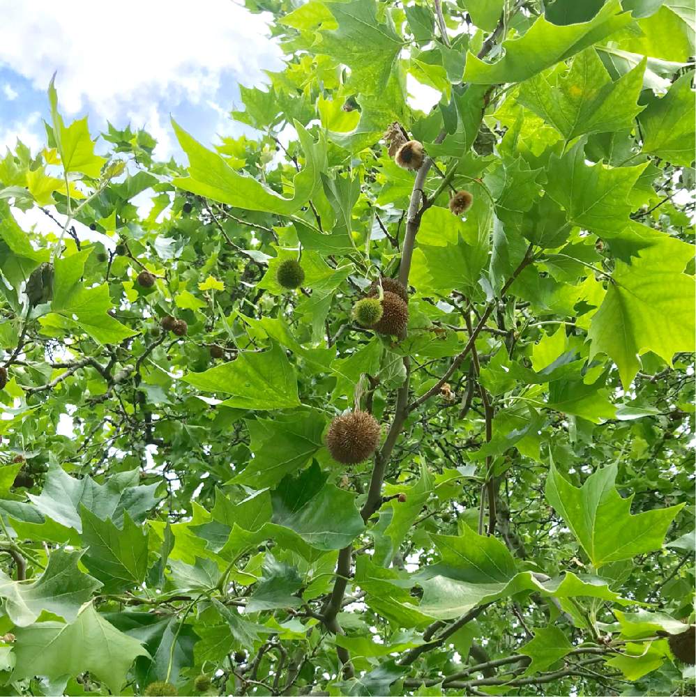 プラタナスの街路樹の投稿画像 By Melodyさん プラタナスの実 と元気もらえるとありがとうと楽しい 19月6月8日 Greensnap グリーンスナップ