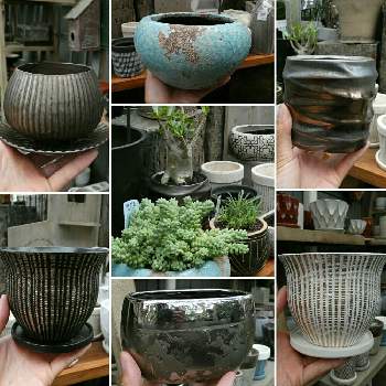 コーデックス鉢の投稿画像一覧 Greensnap グリーンスナップ