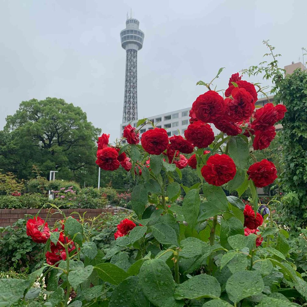 はにょほさんの山下公園への投稿