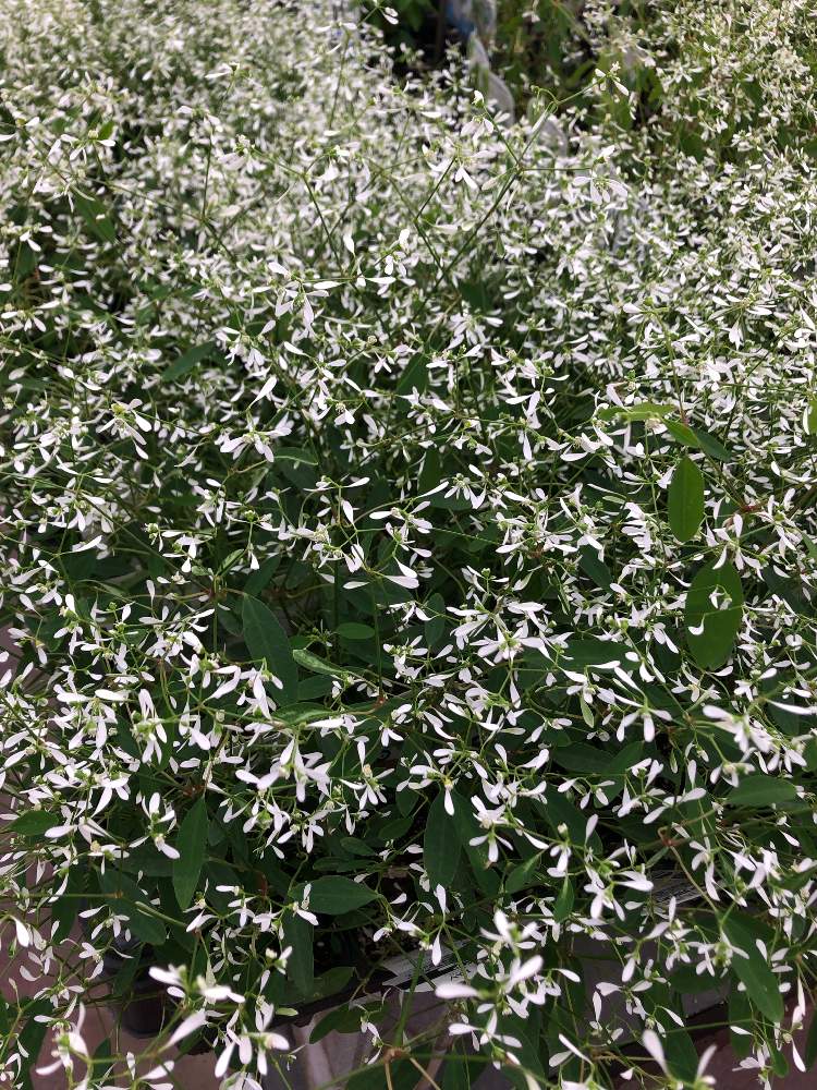 ユーフォルビア ダイヤモンドスターの投稿画像 By 山ちゃんさん お出かけ先と白い花と花のある暮らしと白い花と花のある暮らし 19月6月8日 Greensnap グリーンスナップ Greensnap グリーンスナップ