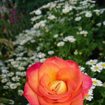 アリンカ バラの画像 by ＹＵＭＩＫＯさん | 小さな庭とスマホ撮影と薔薇愛同盟と花が好き❤とかわいい♡とアリンカ バラと植中毒と薔薇が好き❤と鉢植えと挿し木から成長と花のある暮らしと薔薇♪と咲いた❤️とカインズバラコンテスト2019