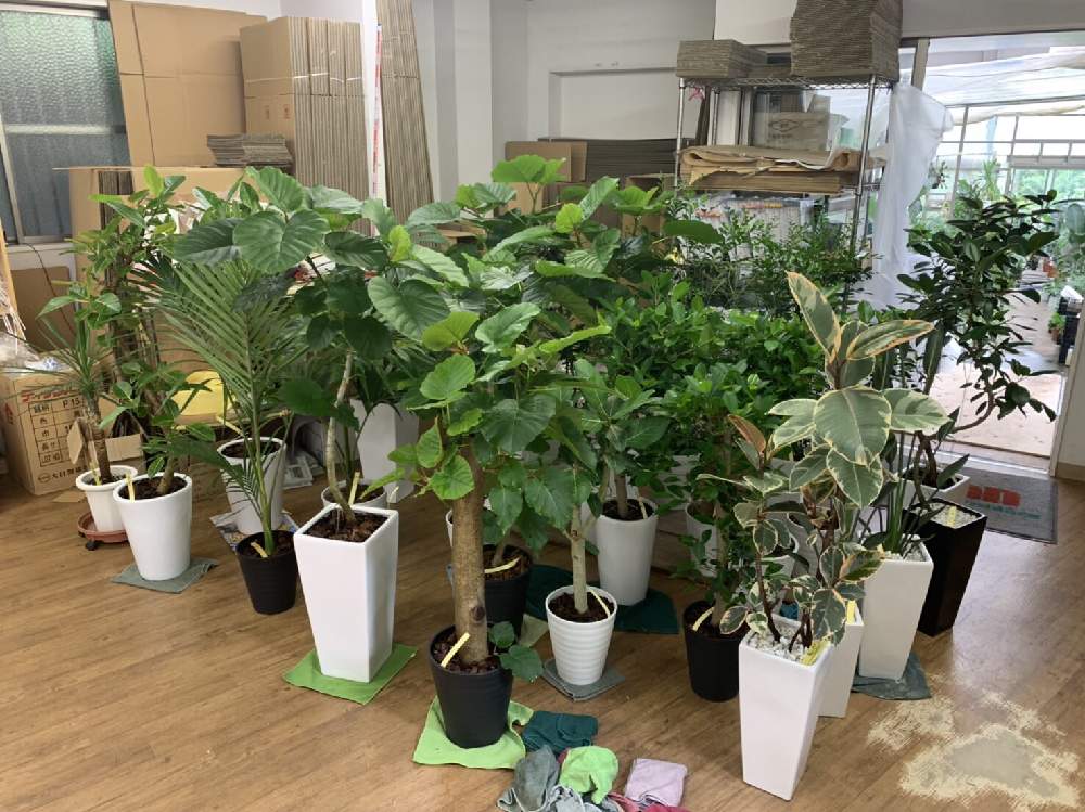 観葉植物を楽しむの投稿画像 By E Ranさん 観葉植物と植物のある暮らしと大型観葉植物と緑が好きといーらん 鹿児島と南国植物 と一点物と植中毒とイーランとイーラン観葉と楽天e Ranと鹿児島とオシャレ観葉と大集合と個性的と観葉植物専門店とインテリアと ガジュマルと 観葉植物を楽しむの投稿画像 By E Ranさん 観葉植物と植物のある暮らしと大型観葉植物と緑が好きといーらん 鹿児島と南国植物 と一点物と植中毒とイーランとイーラン観葉と楽天e Ranと鹿児島とオシャレ観葉と大集合と個性的と観葉植物専門店とインテリアと ガジュマルと