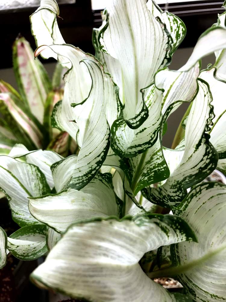 カラー フローズンクイーンの投稿画像 By Beeさん 白い葉っぱとフローズンクイーンと珍しい植物と花のある暮らしと 窓辺に飾られた植物 フォトコンテストと球根植物とgreen Up と珍しい花 19月6月8日 Greensnap グリーンスナップ